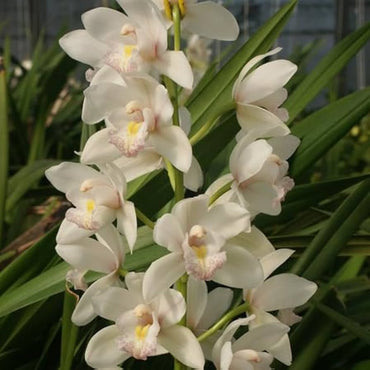 White Cymbidium Elegant Orchid Flower Seeds