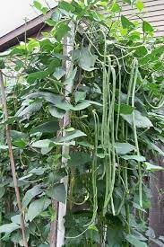 Long Beans Vegetable Seeds for Planting heirloom & Non-GMO Seeds