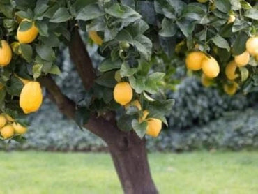 Exotic Baboon Lemon Fruit Seeds for Planting - Rare & Highly Productive Lemon Tree