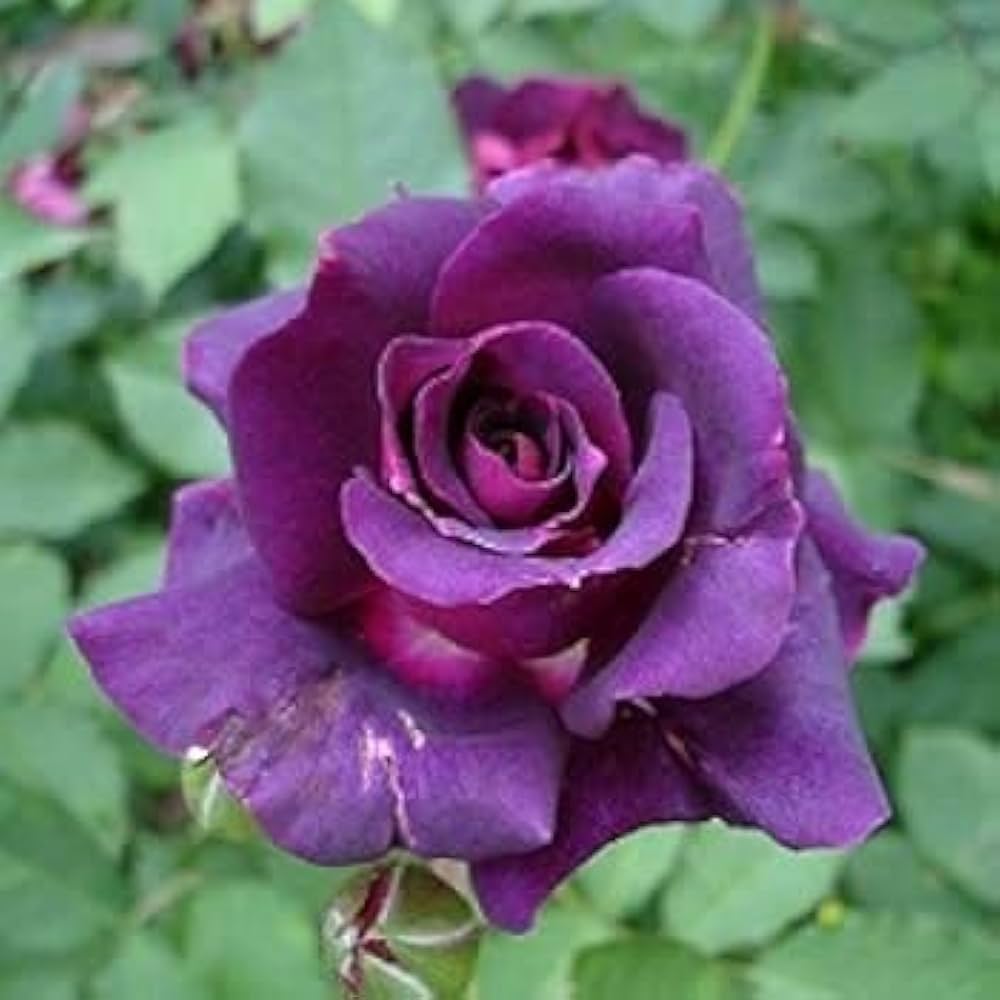 Purple white rose shrub seeds blooming into exotic perennial bushes with soft white petals edged in purple hues