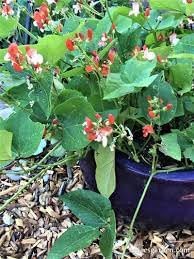 Bean Hestia Flower Seeds – Heirloom Non-GMO Seeds for Compact and Edible Ornamental Garden Planting
