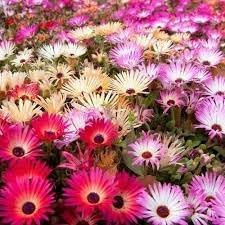 Heirloom Mesembryanthemum Flower Seeds, Non-GMO Vibrant Ice Plant Blooms for Drought-Tolerant Garden Planting