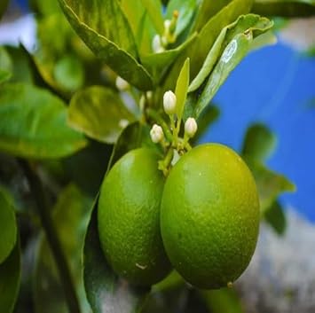 Green Lemon Fruit Seeds for Planting - Grow Your Own Sweet & Juicy Lemons