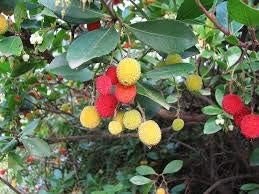 Mixed Colour Arbutus Fruit Seeds for Planting - Rare and Unique Fruit Trees Seeds for Home Garden