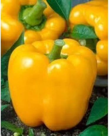 California Golden Bell pepper Capsicum annuum seeds for planting in sunny gardens