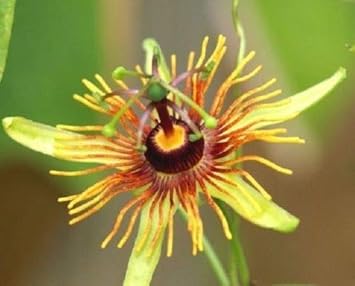Organic Heirloom Yellow Passion Flower Seeds – Non-GMO Exotic Vine Seeds for Planting