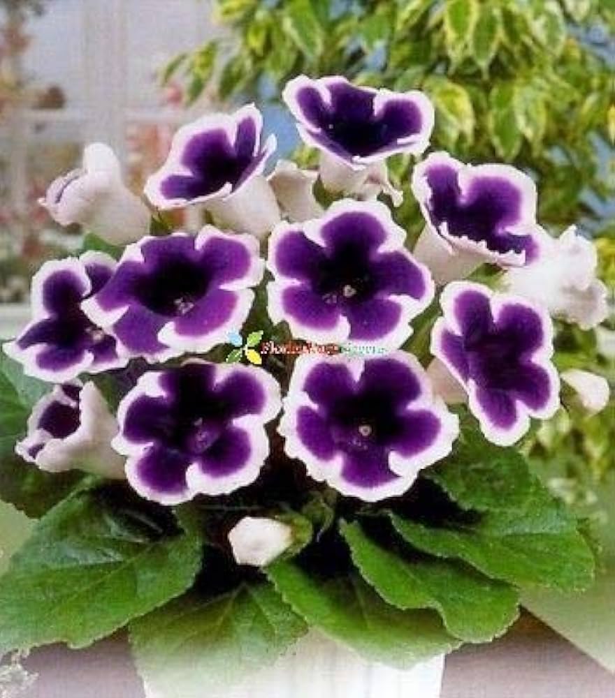 Gloxinia Sinningia Beautiful Potted Flower Seeds