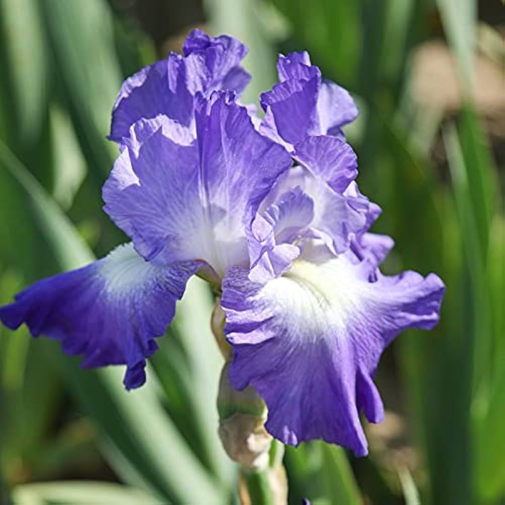 City Lights Reblooming Bearded Iris Seeds