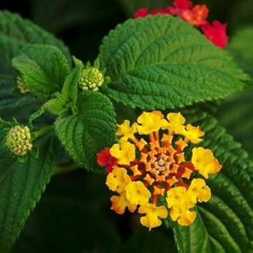 Yellow Verbena Flower Seeds for Planting – Heirloom, Non-GMO, Organic