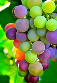 Rainbow Grape Fruit Seeds for Planting - Colorful and Flavorful Grapes for Home Gardens