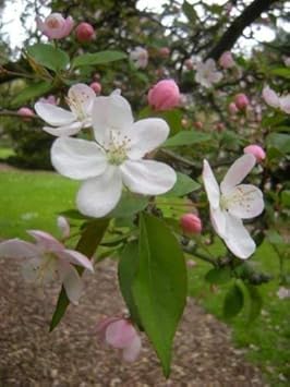Crabapple White Flower Seeds for Planting – Organic, Heirloom, Non-GMO Seeds
