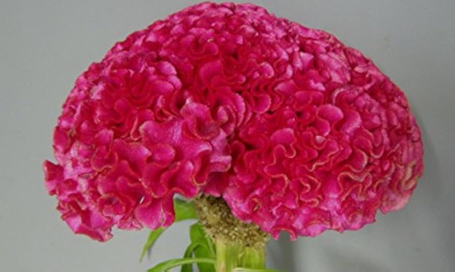 Neon purple Celosia Brain Head seeds for 3-ft tall dramatic garden texture