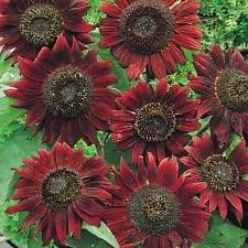 Maroon Sunflower Seeds for Planting – Grow Deep Burgundy Blooms | Non-GMO, Easy Garden Flowers