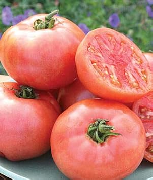 Pale Pink Big Tomato Seeds for Planting - 100 pcs