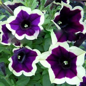 Dark Purple Magenta Petunia Seeds for Planting - Heirloom, NON-GMO Flower Seeds - Vibrant Blooms