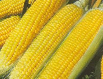 SS3778R – Treated Corn Seed