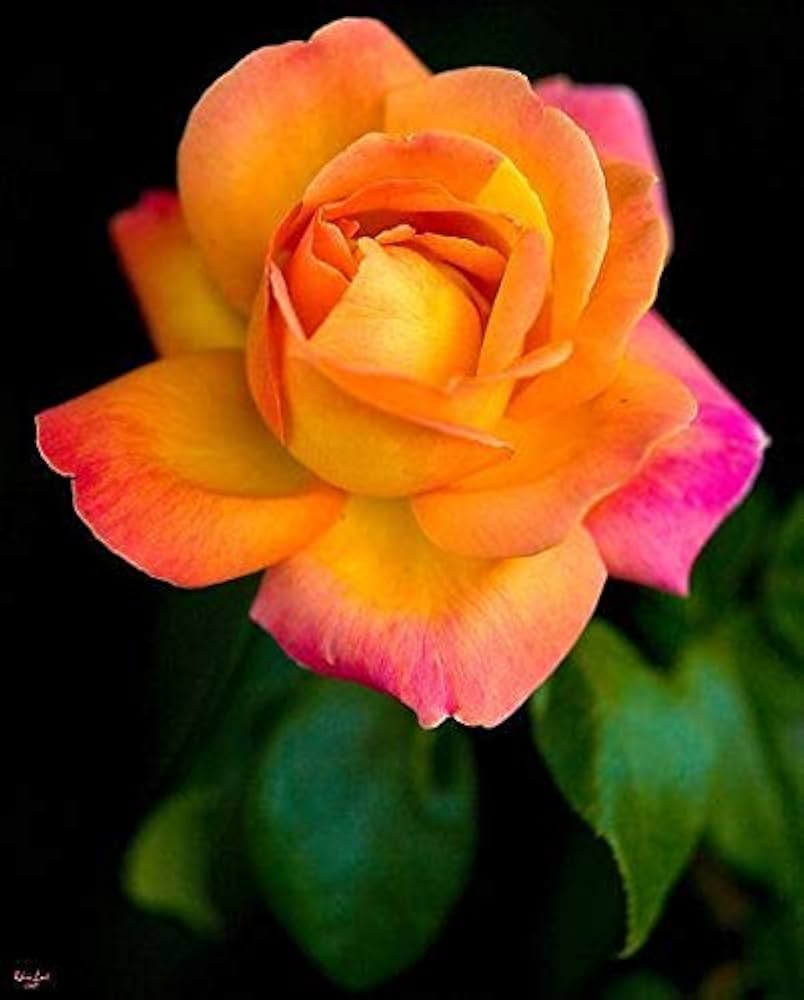 Yellow Pink Shrub Rose Flower Seeds for Home and Garden Planting