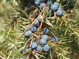 Juniper Fruit Seeds for Planting - Grow Your Own Juniper Trees for Berries 100 pcs