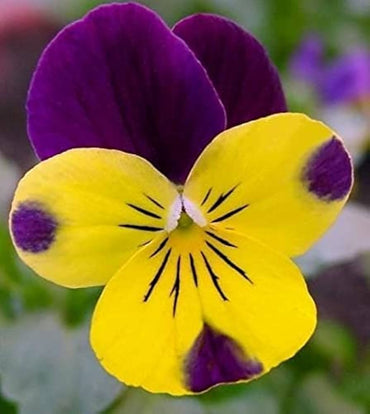 Pansy flower Viola tricolor trailing mixed seeds for planting in hanging baskets or balcony flower boxes