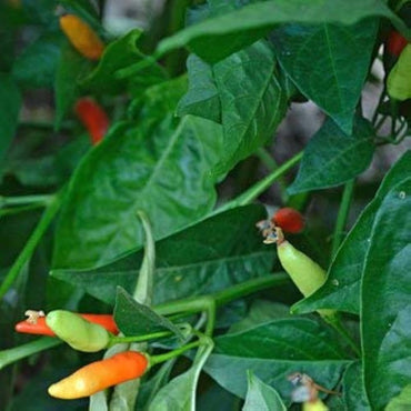 Tabasco hot pepper seeds (Capsicum frutescens) – fiery chili plants for sauces