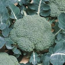 Broccoli Seeds for Planting - 100 pcs