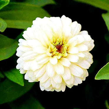Zinnia ‘Double Salmon Profusion’ seeds – intense hybrid flowering annual