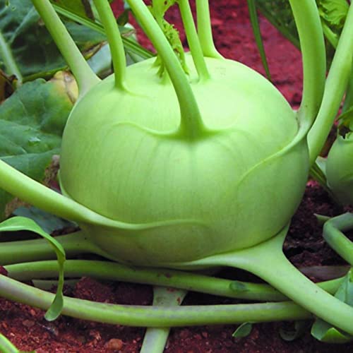 Knol Khol Hybrid Vegetable Seeds