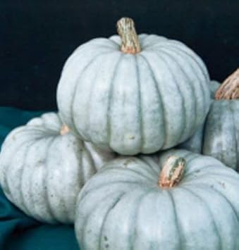 White JARRAHDALE Pumpkin Seeds - Perfect for Growing Heirloom Pumpkins 100 pcs
