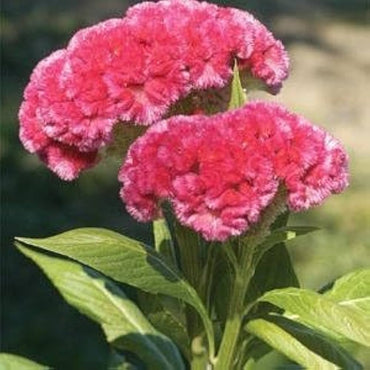 Chief Rose – Celosia Seed