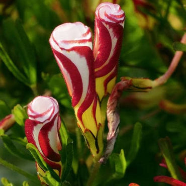 Oxalis Red Oxalis Flower Seeds