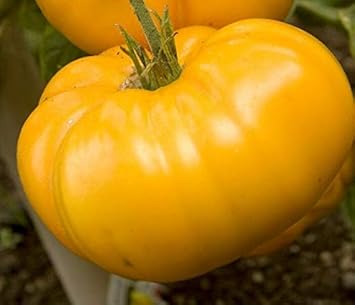 Big Yellow Tomato Seeds for Planting - 100 pcs