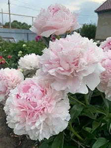 Rare Pink Flower Seeds for Outdoor Bonsai and Home Garden Decor
