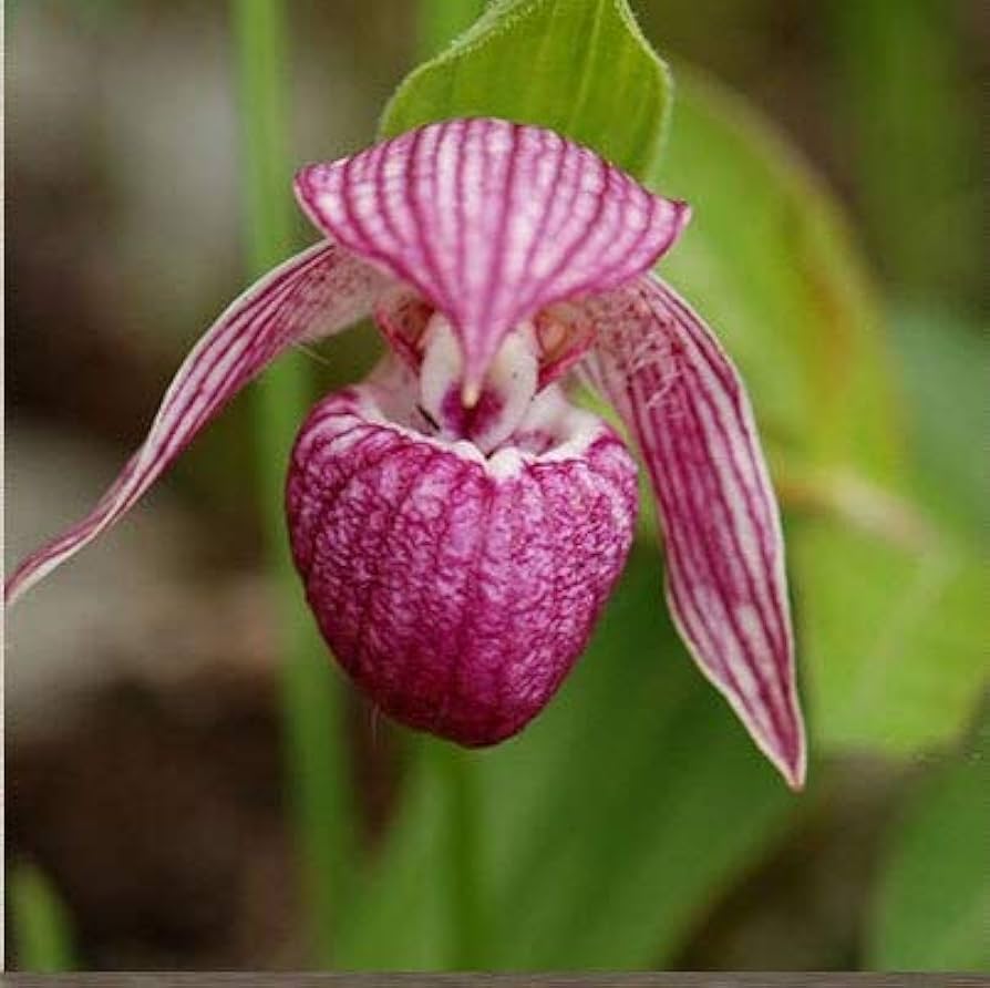 Cypripedium Paphiopedilum Perennial Orchid Flower - for planting in home garden