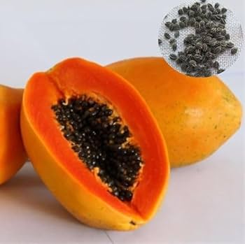 Taiwan Red Lady Papaya Fruit Seeds for Planting - Heirloom & Non-GMO Seeds for Planting