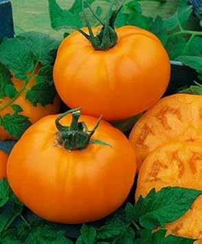 Orange Tomato Vegetable Seeds for Planting, heirloom & Non-GMO Seeds