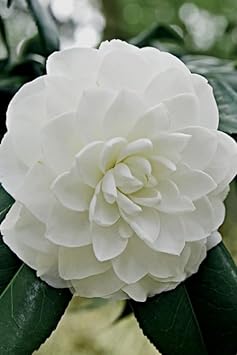 Heirloom Camellia Flower Seeds – Non-GMO Flower Seeds for Planting