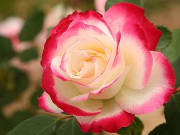 Two-tone rose Rosa spp. white heart pink side flower seeds for planting in backyard garden or balcony pots