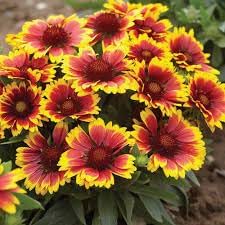 Arizona Flower Seeds for Planting - 100 pcs