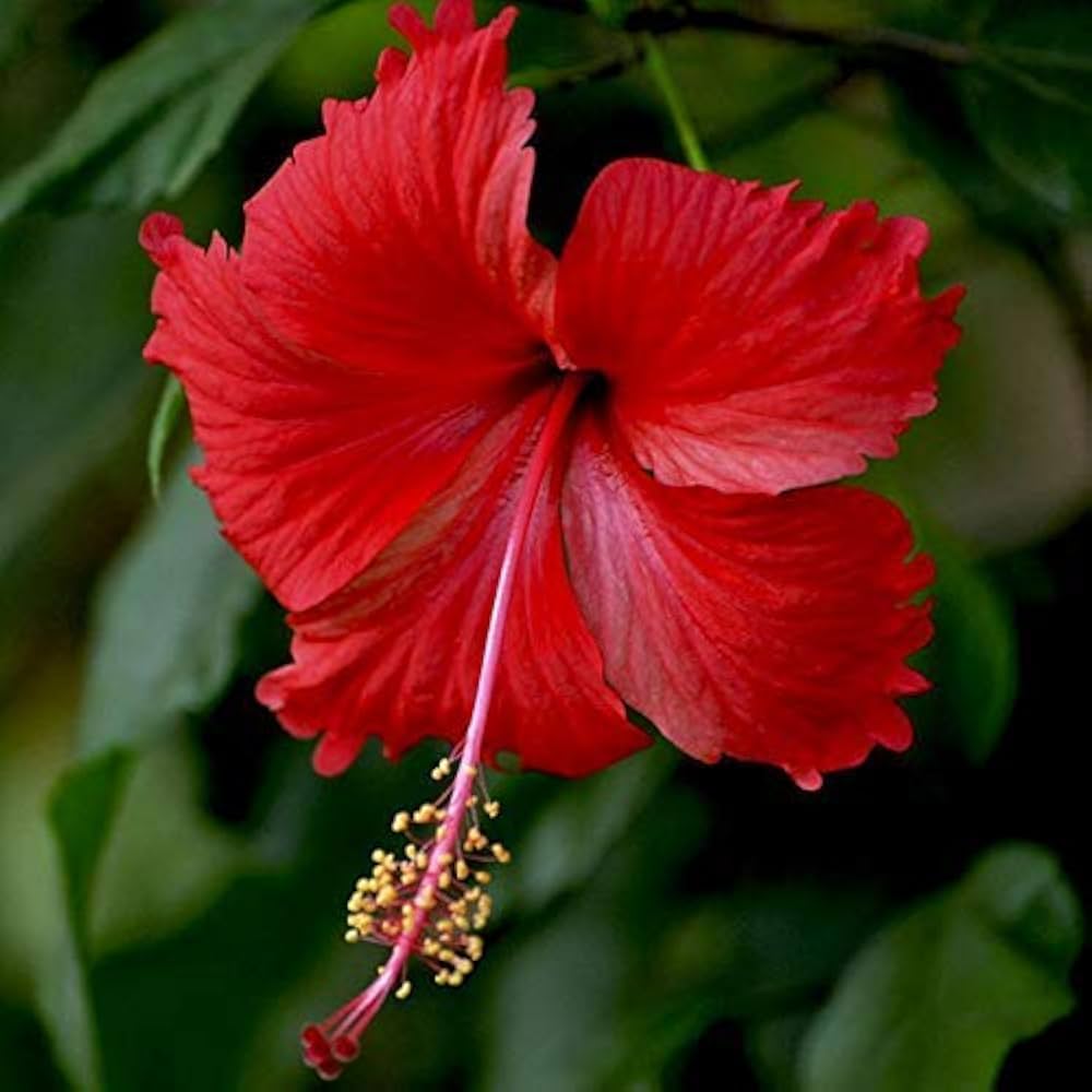 Hibiscus flower Hibiscus moscheutos Belle Disk seeds for planting in sunny backyard gardens or containers