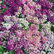 Heirloom Sweet Alyssum Flower Seeds for Planting, Non-GMO