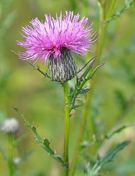 Cirsium Muticum Flower Seeds – Heirloom Non-GMO Seeds for Pollinator-Friendly Wildflower Garden Planting