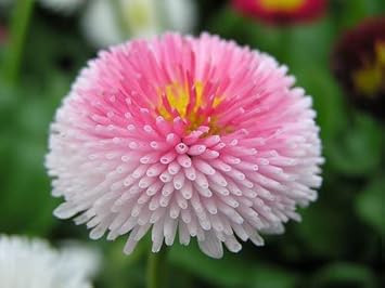Heirloom Non-GMO Pink White Bellis Perennis Flower Seeds for Garden Borders Planting