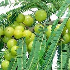 New Fresh 80pcs Amla Fruit Seeds - Cultivate Ayurvedic Superfruit for Health & Wellness 100 pcs