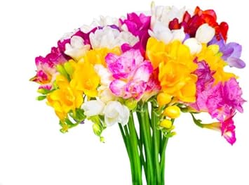 Heirloom Non-GMO Multi-Colored Freesias Flower Seeds – Fragrant Blooms Mix for Garden Planting