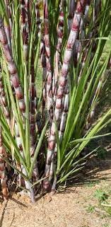 Sugarcane Plant Seed Pack for Growing Sweet Cane Stalks - Plant Seeds for Home Garden