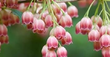 Heirloom Red Bell Orchid Flower Seeds for Planting – Non-GMO, Exotic Decorative Garden Blooms