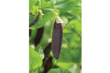 Royal Snow – Purple Snow Pea Seeds
