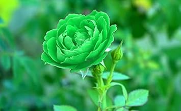 Green Rose Heirloom Non-GMO Seeds for Planting