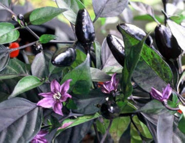 Black pepper Piper nigrum Cobra seeds for planting in tropical backyard gardens or large containers