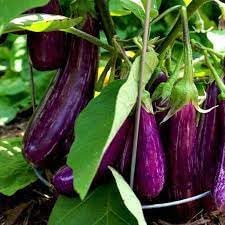 Brinjal Vegetable Seeds for Planting heirloom & Non-GMO Seeds